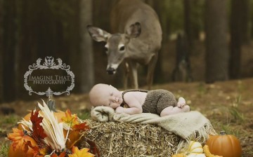 Deer in Photo Shoot