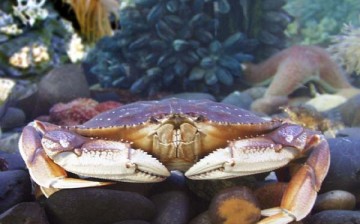 The Dungeness crab, Cancer magister, is an important commercial species in the family Cancridae. They range from the Pribilof Islands in the Bering Sea to Santa Barbara, California. Their preferred habitat is sandy bottom and in eelgrass beds, subtidally 