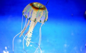 Jellyfish and lampreys use low pressure instead of high pressure to propel themselves forward.