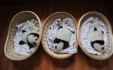 Panda cubs snooze in individual baskets in Sichuan Province.