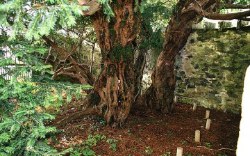 The 5,000 year old Fortingall Yew is the oldest tree in Europe.