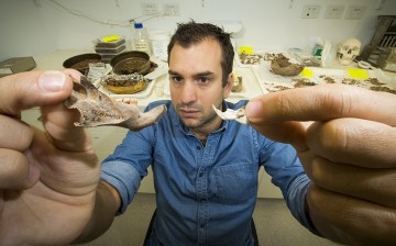 Julien Louys holds the jaw bone of a giant rat species discocvered on East Timor, up against a comparison with the same bone of a modern rat