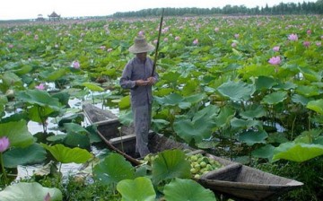 A lone man navigates his boat in a lotus-covered Honghu Lake.