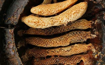 A hollow log hive of the Cévennes (France) reveals the details of circular comb architecture in Apis mellifera.