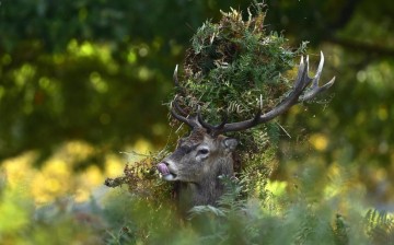 Male Red Deer 