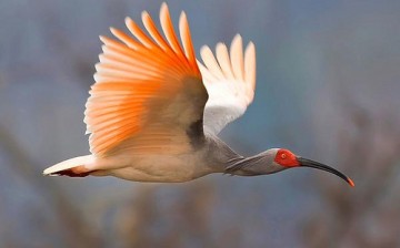 Thanks to conservation efforts, the population of crested ibises in China has grown to over 2,000.