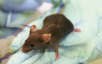 Chinese scientists have created a mice using two eggs and without a sperm, which is seen as a pioneering feat in reproductive science. 