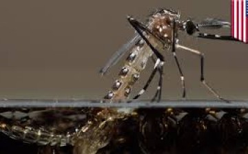 Genetically Modified Mosquitoes Can Stop Malaria Spread In Humans: Science 