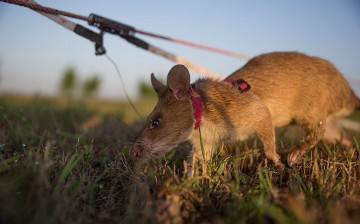 Cambodia's Demining Authority Train Giant Rats To Detect Landmines