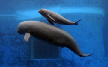 A newly born Yangtze finless porpoise (top) swims with his mother at the Hydrobiology Institute of the Chinese Academy of Sciences in Wuhan, Hubei Province, on June 3, 2007.