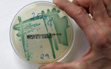 A bacterial strain is seen in a bacterial culture at a microbiology lab in Berlin.