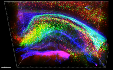 Neural Portrait of Human Brain 