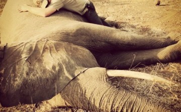 Britain's Prince Harry hugs a sedated elephant at the Kruger National Park in South Africa. 