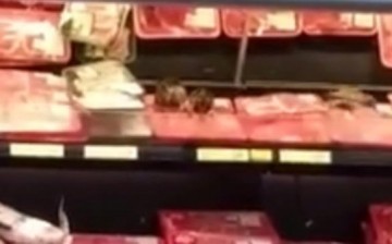 Birds Eating Raw Meat in Walmart