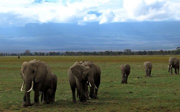 The main goal of sending delegates to the African country is to educate the Chinese people about illegal wildlife trade, particularly in ivory, and discourage them from supporting such products.