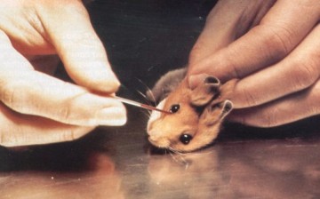Animals such as mice, monkeys and dogs are used in learning medical skills.