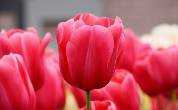 Shanghai Botanical Gardens will feature beds of tulips for next spring's Shanghai International Flower Show.