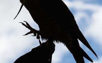 Peregrine Falcon Takes Flight At Taronga Zoo