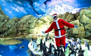 Penguins surround “Santa Claus.” Visitors at Hong Kong Ocean Park can interact with king penguins, gentoo penguins and southern rockhopper penguins.