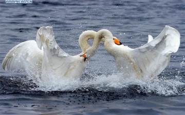 Thousands of migratory swans from Siberia converged on east China's Rongcheng to spend winter. 