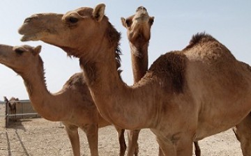A study led by Chinese researchers has revealed that the MERS coronavirus infects most Arabian camels and has diverged into five variants.