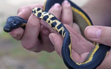 Yellow-bellied sea snake found in Silver Strand Beach in Ventura County on October 16.