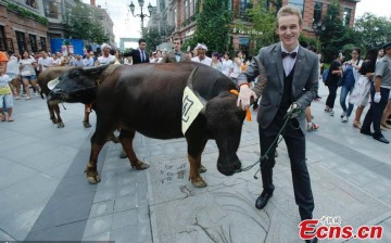 A foreigner leads a cow during the celebration of Qixi Festival in Wuhan, Central China’s Hubei Province, Aug. 19, 2015.
