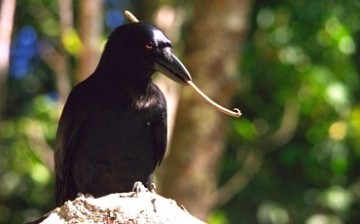 New Caledonian crows can make, use and even store their own tools.