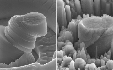 At left, a deformed sample of pure metal; at right, the strong new metal made of magnesium with silicon carbide nanoparticles. Each central micropillar is about 4 micrometers across.