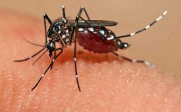 Mosquito bites may result to brain damage, aside from dengue fever and malaria.