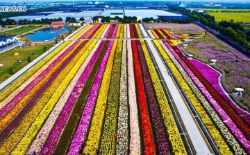 An aerial photo taken on Oct. 25, 2015 shows a flower field in Shanghai, east China. 