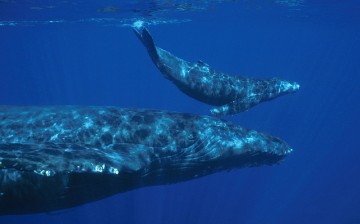 A humpback whale and a calf swimming in Maui, Hawaii.