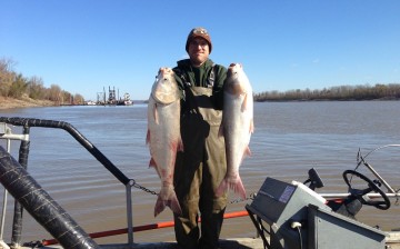 Two silver carp on the Mississippi River in Missouri. 
