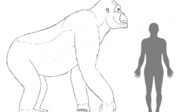 Estimated size of Giganthopithecus in comparison with a human