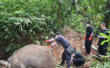 Forest police bury a dead elephant left by poachers about a year ago.
