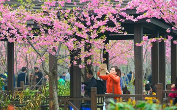 2015 Shanghai Cherry Blossom Festival