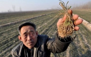 A farmer shows a dry seedling in his drought-stricken land. 2015 had been the warmest year on record in China.