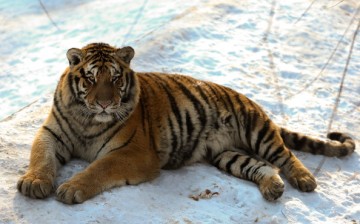 A Siberian tiger lies on the snow in its enclosure at the Siberian Tiger Park in Harbin, China, on Jan. 6, 2014.