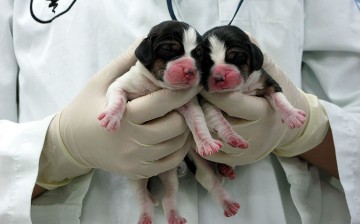 Korean Researchers Complete Dog Cloning From Fat Stem Cells