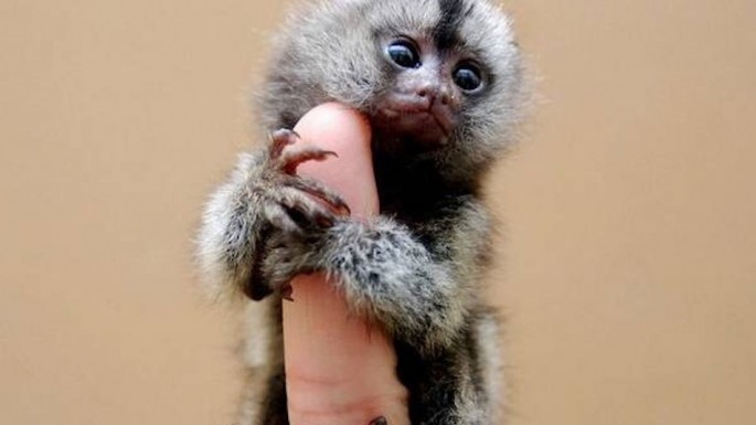 The smallest primate – with a body size from 5.5 to 6.3 inches – is in demand on the black market and commands a price of up to $4,500.
