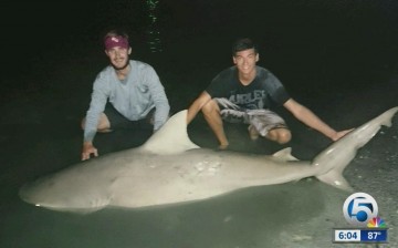 Tens of thousands of blacktip sharks have been seen around Jupiter Inlet in Palm Beach County. 