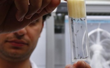 Samples of the mosquito that carries the Zika virus. China has reported its third case of the disease this week.