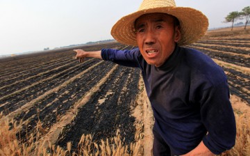 Yellow Wheat Fields Are Scorched To Black In Anyang