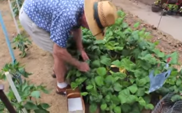 An 85-year-old grandpa shows of his impressive vegetable gardening skills