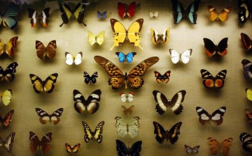 Butterfly display in New York