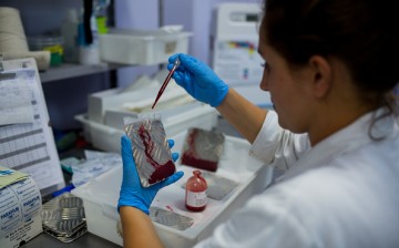 A biologist works on putting blood on iron plates to feed the females of the nursery that produces genetically modified mosquitoes on February 11, 2016 in Campinas, Brazil. 