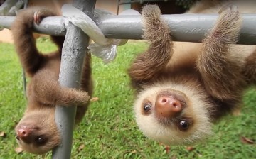 Their upside-down world: Two sloths appear to be enjoying their time even if they are far from their natural habitat.