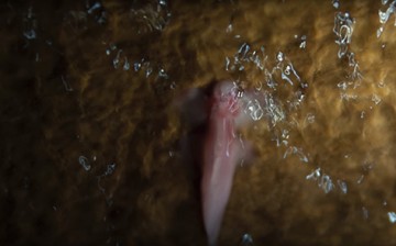 An image of the Cryptotora thamicola or the blind cavefish in a cave in Thailand.