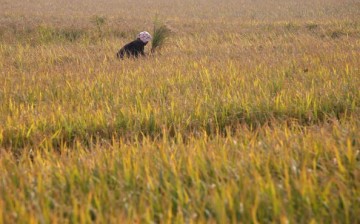 A farmer reaps rice by hands in a field in Yugan County, Jiangxi Province, China, on Nov. 2, 2007.