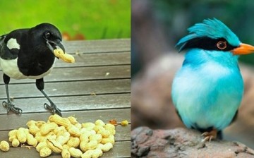 Going nuts: A black-billed magpie and its snack for the day. The Indochinese green magpie looks picture-perfect.